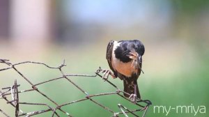 Розовые скворцы. Rosy starling. Sturnus roseus. バラ色のスターリング