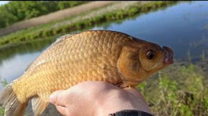 КИЛОГРАММОВЫЕ КАРАСИ НА ПОПЛАВОК. Настоящий жор КАРАСЯ!! Рыбалка на поплавок