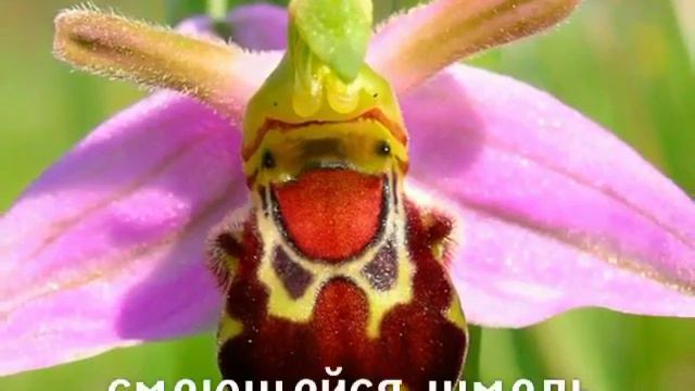 ОРХИДЕИ - КРАСОТА, ЧУДО 💖 смотреть онлайн