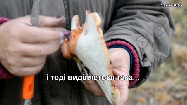 Як виглядає гриб - печіночник (тещин язик). Поради грибника смотреть онлайн