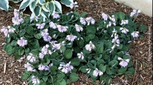 ❀ Лучшие сорта голубых хост