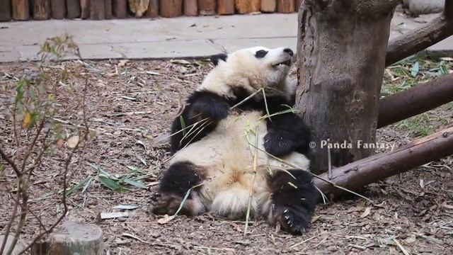 HE HUA always needs nanny dad to carry her home 又是等奶爸抱抱的一天。 смотреть онлайн