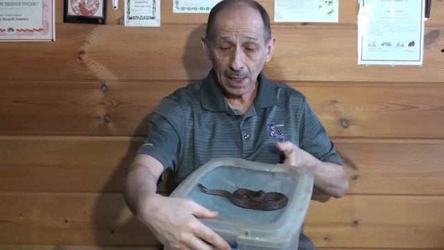 Приручение змей: зачем и как смотреть онлайн