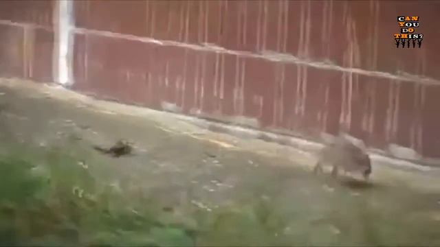 Смешные кошки :)  Часть 135 кошки VS крыса))