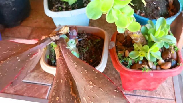 MUDAS DE SUCULENTAS POR DECAPITAÇÃO E HASTE FLORAL, SERÁ QUE DEU CERTO??? смотреть онлайн