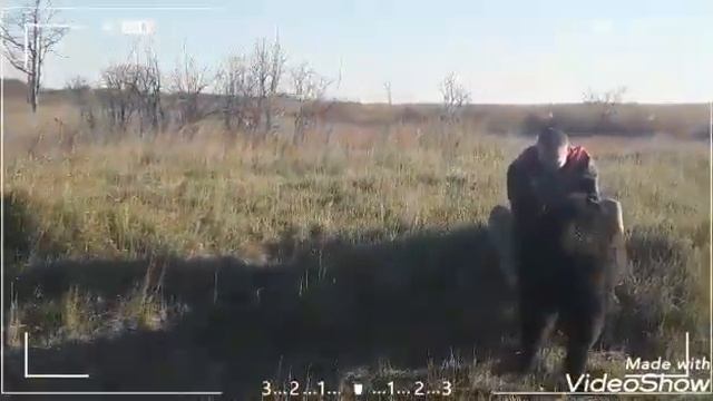 Ньюфаундленд и его друзья. Самый большой пес-слон))). Водолаз. Ньюф. Собака спасатель. смотреть онлайн