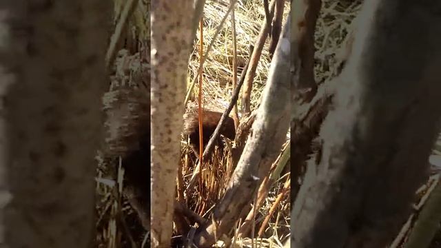 Выдра хитрый и забавный зверек смотреть онлайн