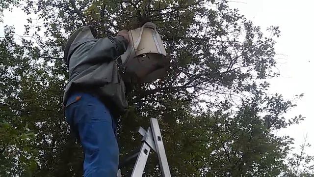 Роевая пора. Снятие роя и определение улья из которого вышел рой.