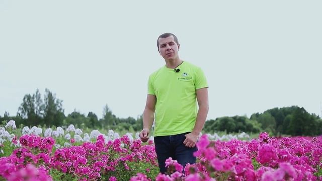 “Флокс метельчатый. Ассортимент сортов селекции Егорьевского тепличного комбината”. смотреть онлайн