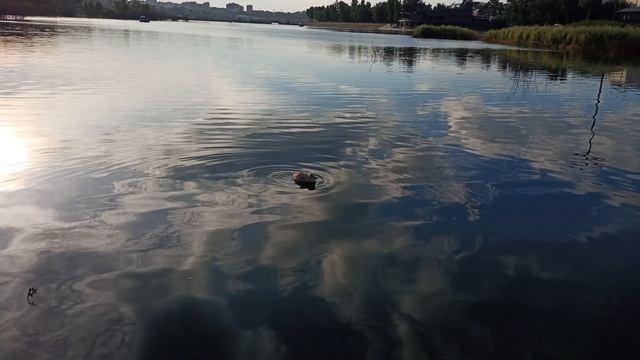 Птенец монгольской чайки смотреть онлайн