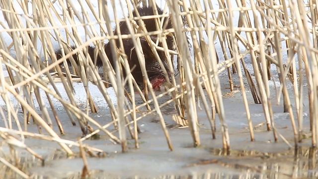 Американская норка и щучка. смотреть онлайн