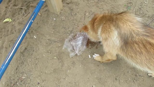 Дали корм бездомной собаке. Gave Food To A Stray Dog.