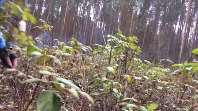 Учения волонтеров и кинологов