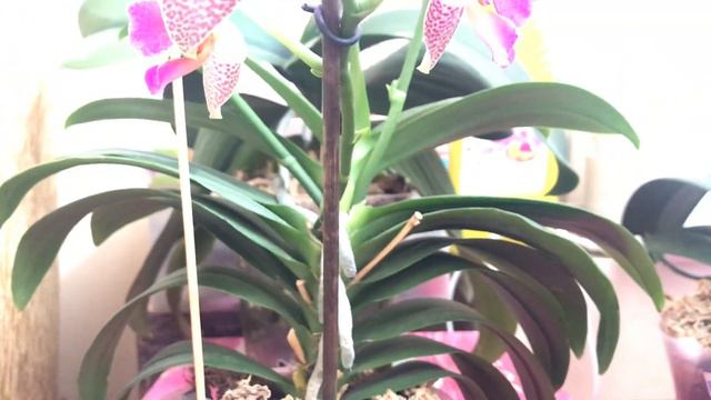 Цветущие орхидеи в июне. смотреть онлайн