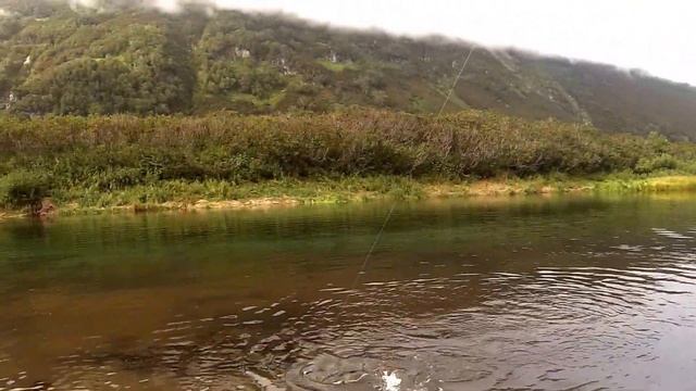 Кижуч (Камчатка)