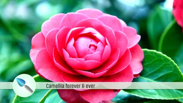 Gezien op TV: onze winterbloeiende Forever&Ever® Camellia смотреть онлайн