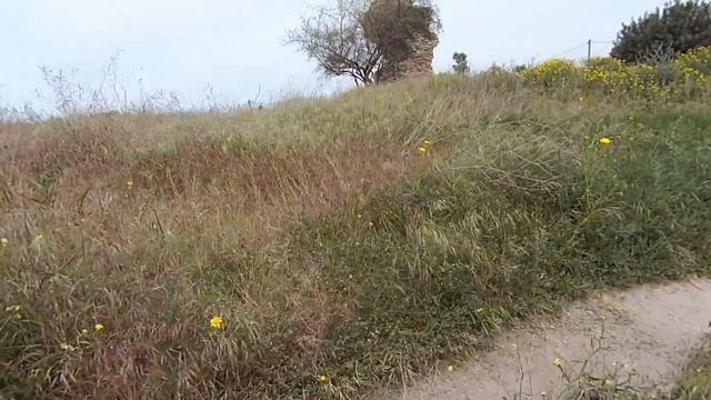 Ашкелон. Древняя СТЕНА и красные МАКИ в Национальном парке. Ashkelon National Park. March 12, 2016. смотреть онлайн