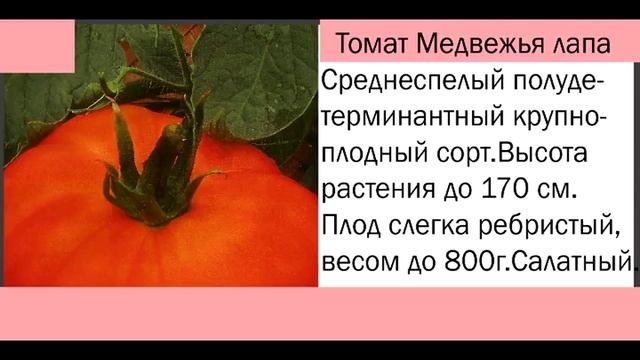 Самые крупные сорта томатов. Сад и огород выпуск 145 смотреть онлайн