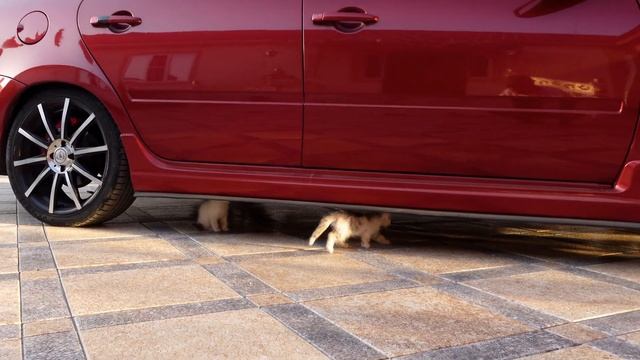 2 котенка . Проверяют ходовой части автомобиля. смотреть онлайн