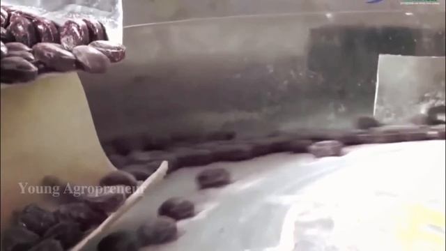 Ternyata Ini Tanaman Buah Superfood Yang Jadi Buruan Diluar Negeri - Pertanian Java Plum (Jamblang)