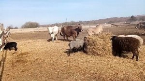 Про баранов и овец .