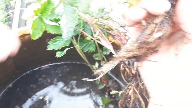 Земляника. Размножаем методом деления куста. смотреть онлайн
