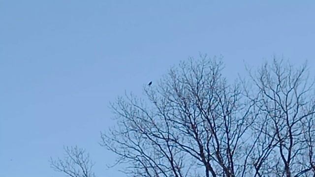 The firewood saga continues - Metabo HPT CR18DB смотреть онлайн