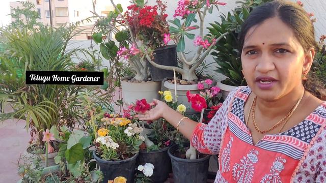 My new plants collection at my terrace garden | Adenium propogation | Telugu Home Gardener смотреть онлайн