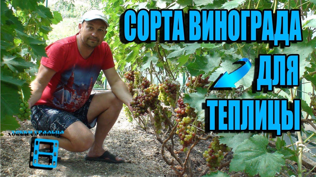 ТОП СОРТОВ ВИНОГРАДА В ТЕПЛИЦЕ. СЕВЕРНЫЙ ВИНОГРАДНИК. Обзор виноградника лучшие сорта смотреть онлайн