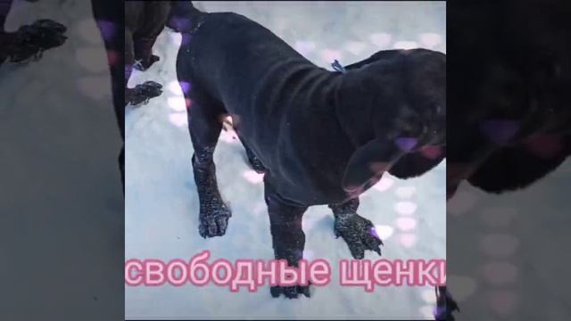 неаполитанский мастиф, щенки мастино Наполитано смотреть онлайн