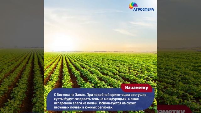 #Дачные советы - 5 рекомендаций для выращивания картофеля! / агросфера.рф смотреть онлайн