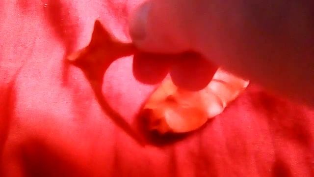 Как слепить улитку ахатину! смотреть онлайн