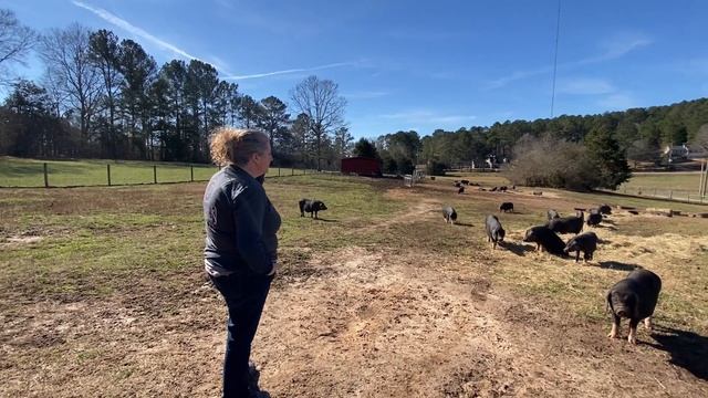 How Meishan Pigs on Pasture Generate $6000 PER PIG! смотреть онлайн