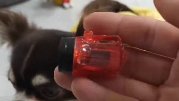 ДЕТЕКТИВ ЮМИ ЧУ И ПОЛИЦИЯ ПОКЕМОНОВ В ДЕЛЕ!