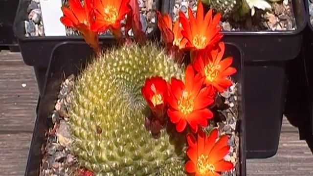 CACTUS.REBUTIA MINUSCULA смотреть онлайн