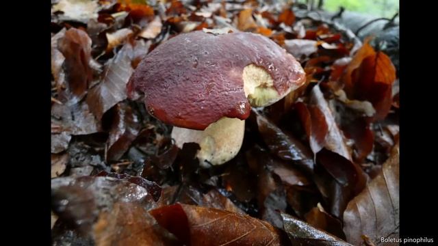 Boletus pinophilus смотреть онлайн