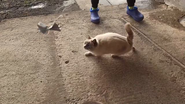 ПЕРЕЕХАЛИ НА КУБАНЬ. ВИТАМИНЫ КУРИЦАМ. ФОТОСЕССИЯ БОНЕЧКЕ. ПРОГУЛКА ДЕТЯМ. смотреть онлайн