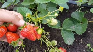 Клубника МАЛЬГА. Ягода на 60 день после высадки рассадой фриго.