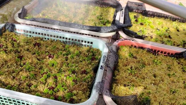 Let's try Bird poop fertilizer to our Venus Fly Trap смотреть онлайн