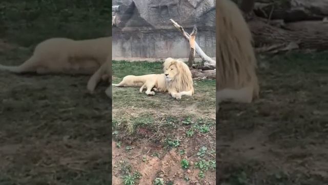 лев, ещё немного видео с зоопарка смотреть онлайн