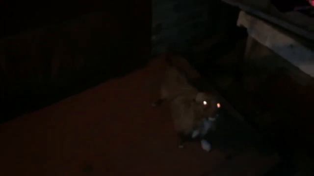 Собачий вальс. Сучасність смотреть онлайн