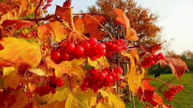 Спостереження за кущем калини смотреть онлайн