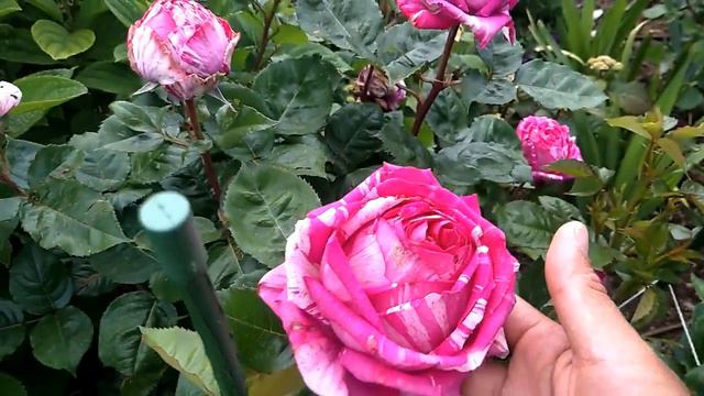Pink Illusion Rose смотреть онлайн