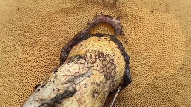 野生牛肝菌（五）褐环乳牛肝菌/褐環黏蓋牛肝菌/Suillus luteus/子玄Lifestyle смотреть онлайн