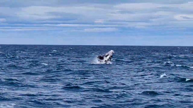 Киты. Ballenas De Puerto Pirámides