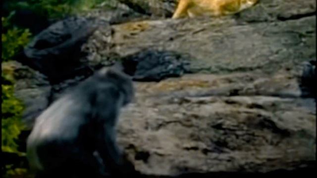 (Gorilla Vs Leopard ? ?) смотреть онлайн