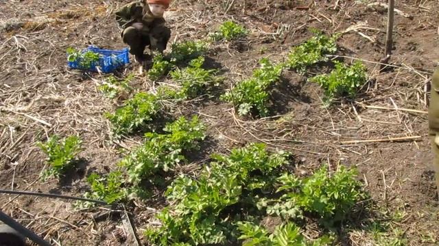 Посадка и уход за огурцами