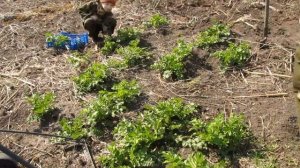 Пастернак. Как повысить потенцию, простой способ, ешьте пастернак.