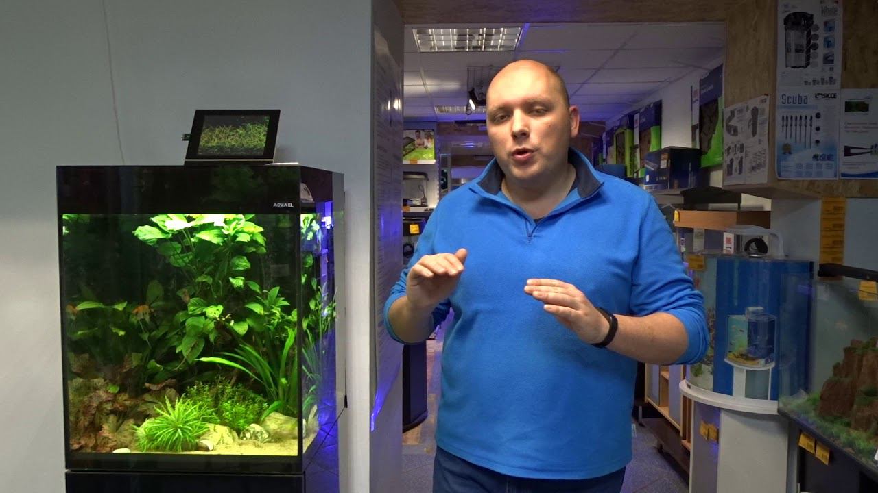 #Аквариум для начинающих - 2 марта 2019 года смотреть онлайн