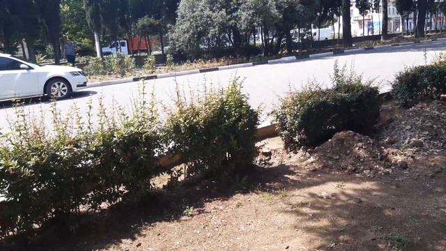 НАЧАЛИ ВОССТАНАВЛИВАТЬ ЗЕЛЕНЫЕ ПЫЛЕЗАЩИТНЫЕ ПОЛОСЫ? смотреть онлайн